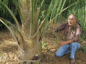 Butia x parajubaea cocoides1.jpg